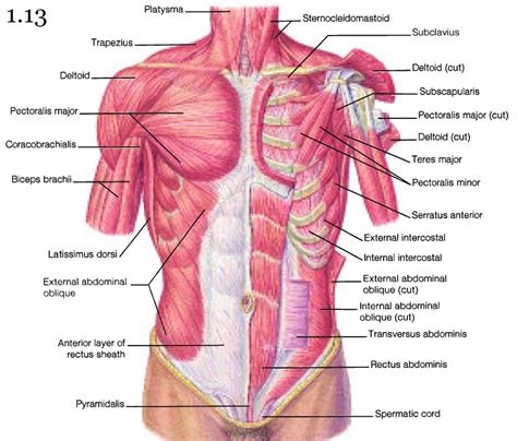 Upper Body Muscle Names Thorax Chest Anatomy Archives Anatomy Note My Xxx Hot Girl