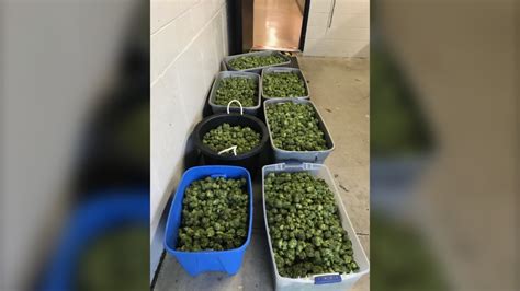 Should i quit smoking weed? 200 pounds of marijuana seized after Leamington traffic stop | CTV News