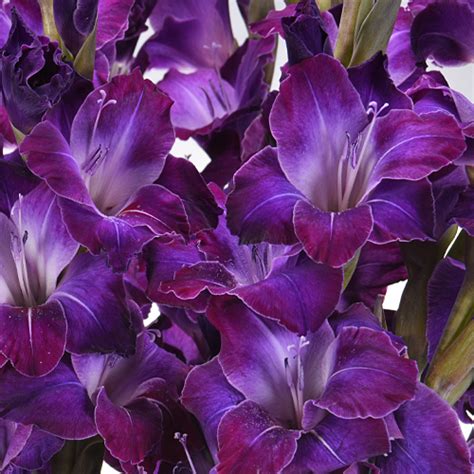 The tall flower stalks of verbena bearing a cluster of stunning purple blooms growing in a mass create a scenic vista. Gladiolus Deep Purple Flower | FiftyFlowers.com