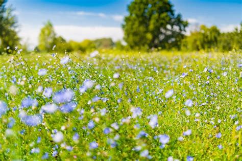 Relaxing Summer Meadow Flowers In Sunlight Stock Photo Image Of
