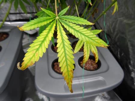 How To Spot The 7 Most Common Cannabis Plant Deficiencies By Leaf