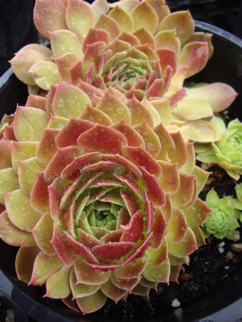 Photo Of The Entire Plant Of Hen And Chicks Sempervivum Rocknoll