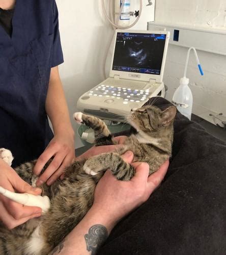 Cat Finds Out Shes Pregnant — And Her Reaction Is Priceless News