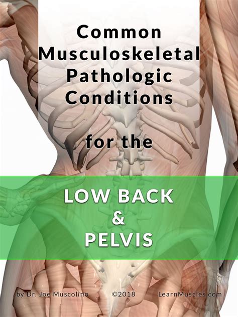 Common Musculoskeletal Pathologic Conditions For The Low Back And