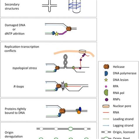 Common Causes Of Rs Schematics Show Different Dna Replication