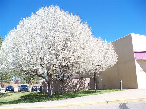 Flowering Pear Bradford