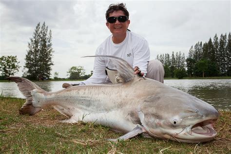 Big Fishes Of The World Catfish Chao Phraya Pangasius Sanitwongsei