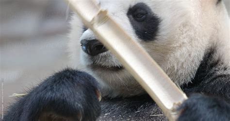 Giant Panda Eat Bamboo Del Colaborador De Stocksy Pansfun Images