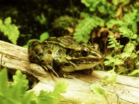 Free Images Nature Animal Wildlife Green Jungle Toad Amphibian