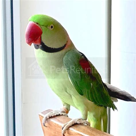 lost parrot lime green parakeet parrot [name withheld] garforth area west yorkshire