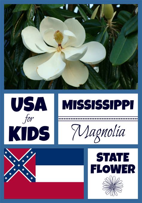 Mississippi State Flower Magnolia By Usa Facts For Kids