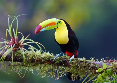 My Exotic Birds Hd Wallpapers New Tab Theme