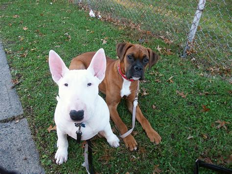Boxer Dog Breed Information Puppies And Pictures