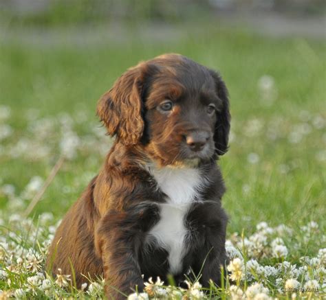 English cocker spaniel puppies are naturally birdie and will develop into aggressive hunters in the field. "A Field Working Cocker Spaniel Pup - Fudge" by cameravan1 ...