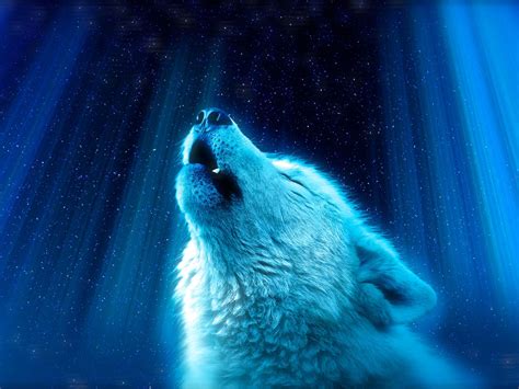 Wallpaper Wolf Predator Howl White Blue Hd Widescreen High