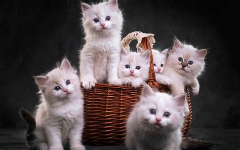 Good with kids, and other pets. Download wallpapers ragdoll, small kittens, cat family ...