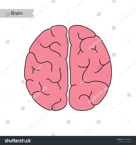 Vector Isolated Illustration Of Human Brain Anatomy Cerebrum And
