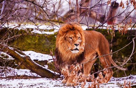 Beautiful Lion Wild Male Animal Portrait Stock Photo