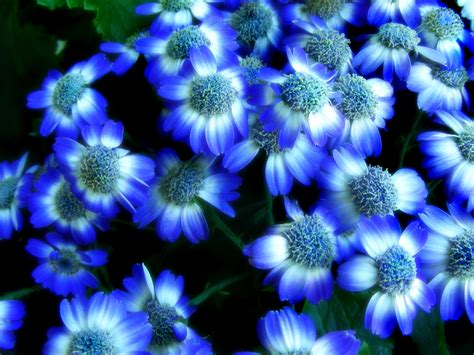 Download Blue Floral Background Aviditydavid Jun Blues And Violets