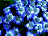 Black And Blue Flowers Images