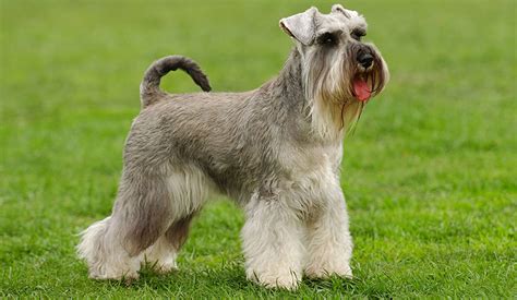 Residence inn by marriott ghent. Standard Schnauzer | Puppy Area