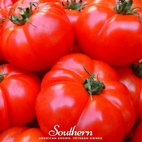 Tomato Vr Moscow Lycopersicon Lycopersicum 50 Seeds Southern