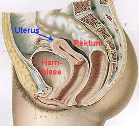 Die muskulatur ist darauf ausgelegt, während der schwangerschaft mitzuwachsen und beim geburtsvorgang das kind mit kräftigen kontraktionen auszutreiben. Menstruations-Zyklus: Grundlagenwissen