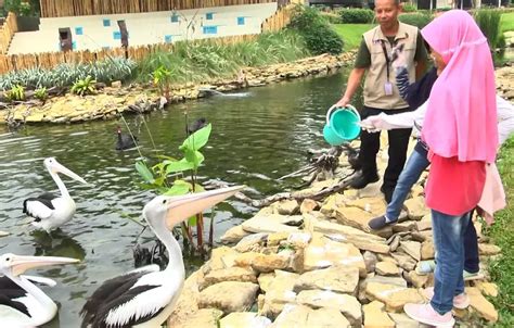 Sensasi Memberi Makan Elang Dan Pelikan Di Taman Burung Tmii