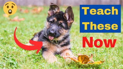 Training Commands That You Really Need To Teach Your German Shepherd