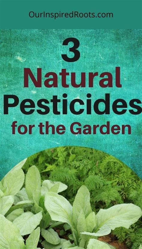 3 Natural Pesticides For The Garden Recipe Natural Pesticides
