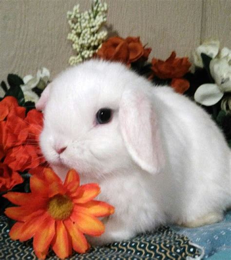 Eight Week Old Blue Eyed White Holland Lop Bunny Born At Weedpatch