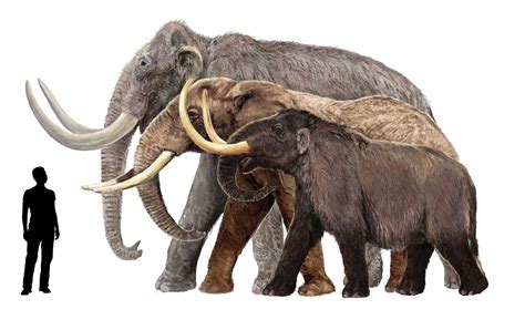 Mammoth Origins Extinction And Interaction With People Archaeology Wiki