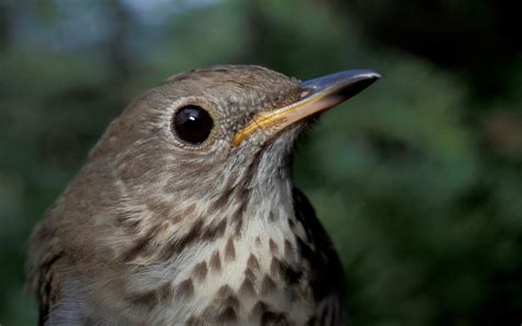 Bicknells Thrush Audubon Field Guide