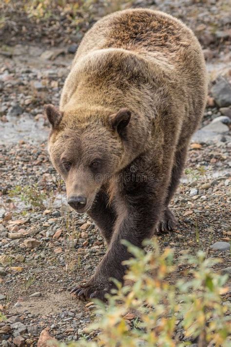 Grizzly Bear In Alaska Stock Photo Image Of Omnivore 88299500