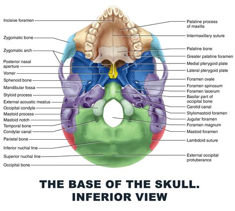 The base of the skull (or skull base) forms the floor of the cranial cavity and separates the brain from the structures of the neck and face. The Base of the Skull. Inferior view - #anatomy images illustrations #anatomy images character ...