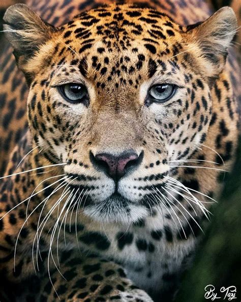 Pin By Connie Mullen On Cats Animals Beautiful Big Cats Animals Wild