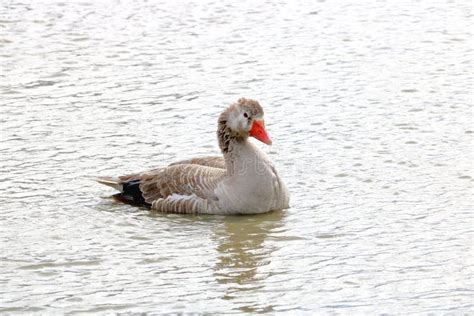 Domesticated Greylag Goose In Pond Stock Image Image Of Single Geese