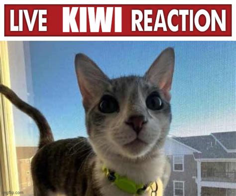 Live Kiwi Reaction Imgflip