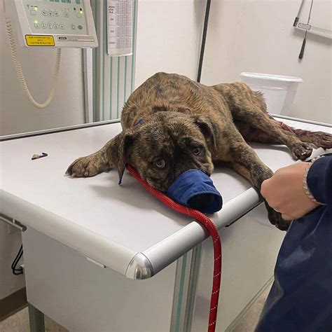 Call It Divine Intervention When Dying Dog With Shattered Leg Found