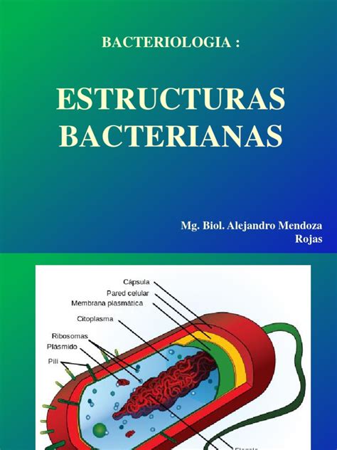 Estructuras Bacterianas Bacteriologia Las Bacterias Citoplasma