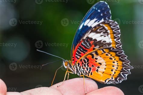 Male Leopard Lacewing Butterfly 963439 Stock Photo At Vecteezy