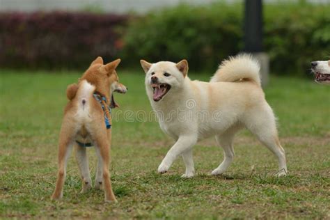 Cute Hokkaido Dog Playing Stock Photo Image Of Hunter 176149640