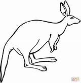 Kangaroo Coloring Pages Ears Clipart Printable Big Color Kangaroos Animals Baby Drawing Gif sketch template