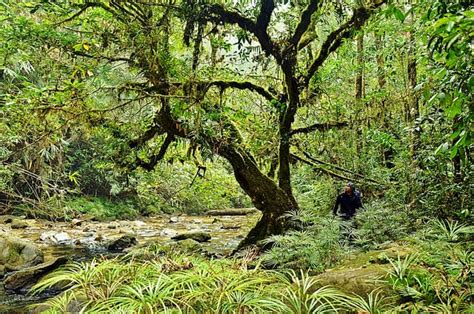 Various Tropical Rainforest Plants Conserve Energy Future