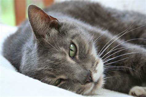 Russian blues are smart, devoted cats that make wonderful, loyal companions. American Shorthair: pictures