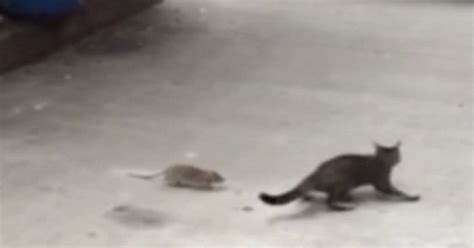 Giant Rat Chases Terrified Kitten In Hilarious Game Of Cat And Mouse