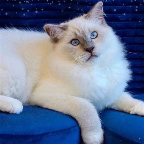 Pin By Siamese Club Siamese Cat On Ragdoll Lovers In 2021 Ragdoll