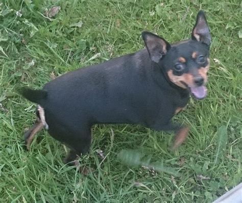 Hippy 5 Year Old Female Miniature Pinscher Available For Adoption