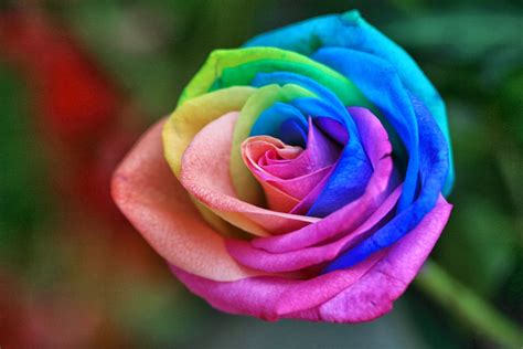 15 Outstanding Rainbow Flower Desktop Wallpaper You Can Save It Without