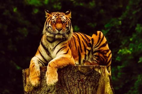 Wild animals in malaysia | part 1. 10 Ways Tigers Are Used as Symbols | Animal Planet